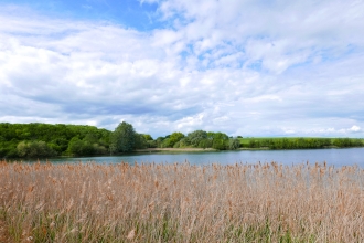 Reedbeds at Grafham Water