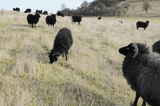 Sheep at Pedgsdon Hills