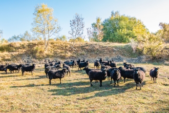 Sheep grazing Old Sulehay