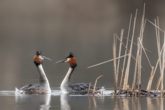 Two grebes facing each other as part of their courtship dance