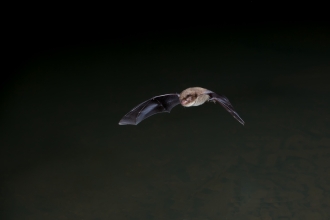Daubentons bat by Dale Sutton/2020vision from WildNet