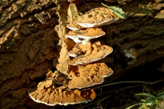 Bracket Fungus at Flitwick Moor