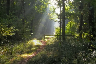 Maulden Wood