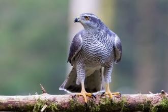 Female Goshawk