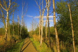 Lattersey reserve boardwalk