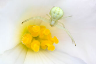 crab spider