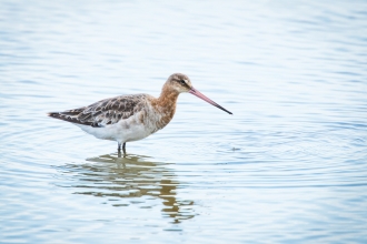 Black tailed Godwit