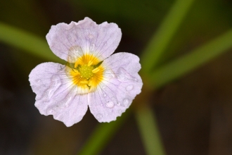 Lesser Water Plantain