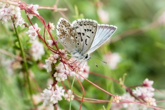 Butterfly - Chalk Hill Blue