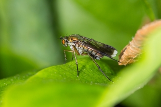 Semaphore Fly Poecilobothrus nobilitatus
