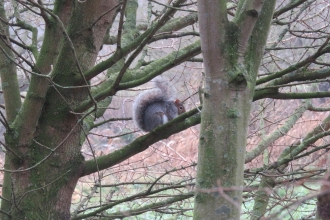 Grey squirrel at Priory Park