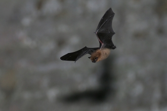 Soprano pipistrelle