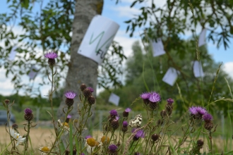 Wilder Future Tree - make a pledge for nature