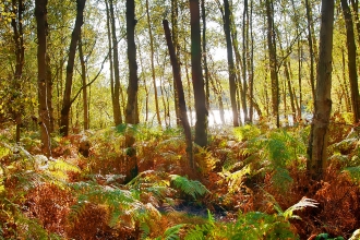 Holme Fen trees