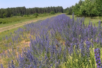 Butterfly corridor