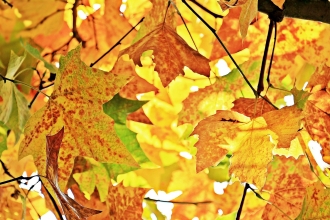 Autumn leaves
