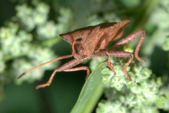 Bug pic
