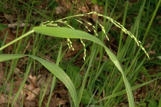 Grasses