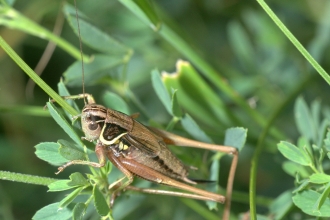 Rousels bushcricket