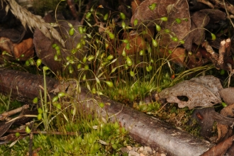 Moss pic