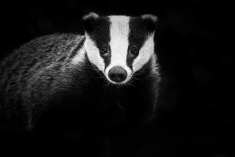 Badger, Northampton by Rebecca Fulcher