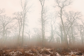 Hardwick Wood in winter