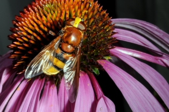 Hoverfly - Brian Eversham