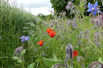 Jordans Farm Partnership - Field margin