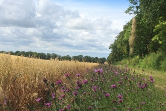 Jordans Farm Partnership - Oat field with knapweed margins