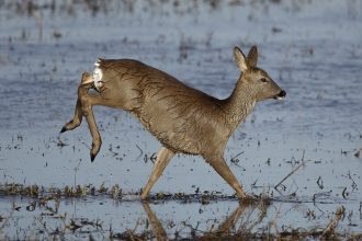 Roe deer, Woodwalton Fen by Nigel Bell