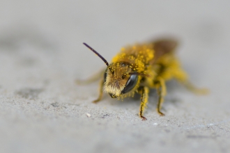 Solitary Bee - Ryan