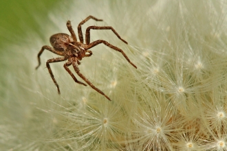 spider