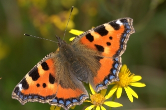 Tortoiseshell butterfly