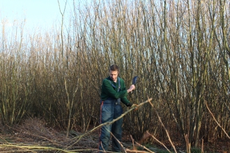 Processing hazel