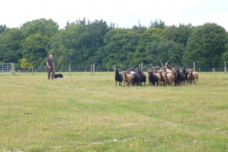 Livestock on Pegsdon, Sarah Cowling