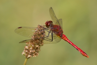 Ruddy Darter