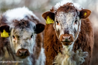 Two cows, face on