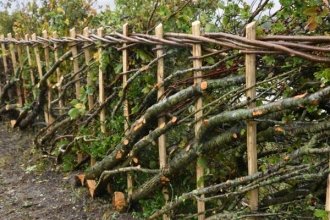 hedgelaying