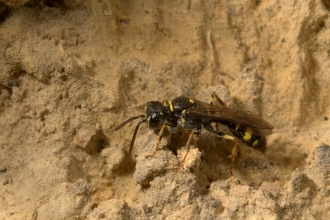 Solitary wasp