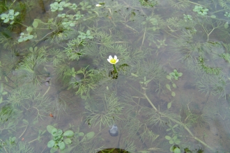 aquatic plants