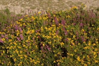 Heathland pic