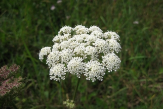 Moon carrot flowers