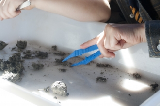 Owl pellet dissection by Amy Lewis
