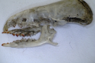shrew skull