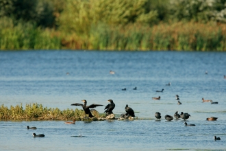 summer leys