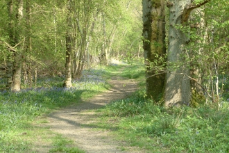 Short Wood