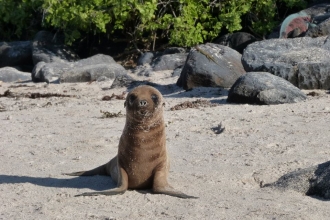 Galapogos Seal