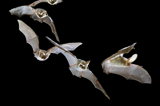 Brown Long-eared Bat Kim Taylor