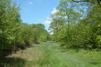 Image of Kings Wood