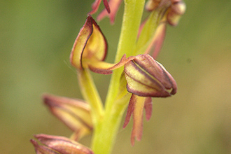 Man orchid